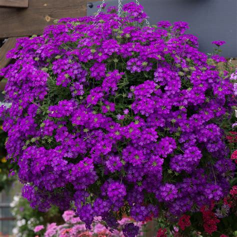 Verbena Enchantment Purple (Trailing) | 5 Large Plug Plants