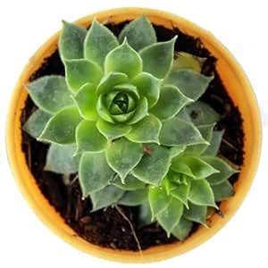 UGALOO® Original Red Tip Laxmi Kamal Sempervivum Live Plant : Amazon.in ...