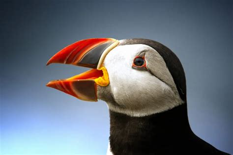 Adorable Puffins Are Tougher Than They Look