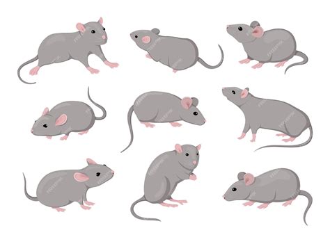 Premium Vector | Mouse and rat isolated mice animals set cute rodent ...