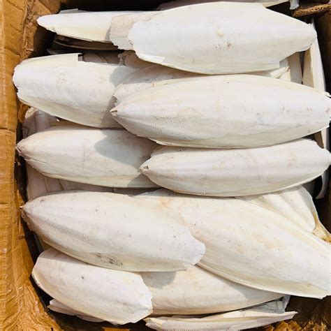 Premium Cuttlefish Bone 1kg for Birds | Natural Calcium | Volikart ...