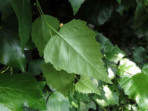 Large Spade Shaped Leaf Tree at Daria Willis blog