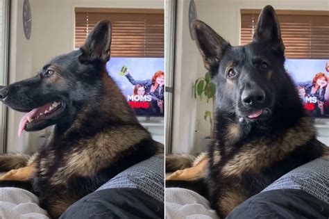 Can Police Dogs Smell Coke