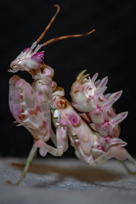 My Spiny Flower mantis L-7 sub-adult (wing buds) : r/mantids