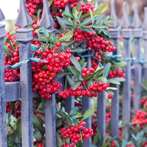 20 Low Maintenance Bushes That Looks Stunning In Front Of House - Time ...