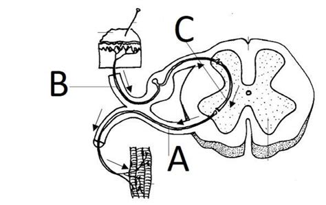 Neuron types based on structure and function — task. Science State ...