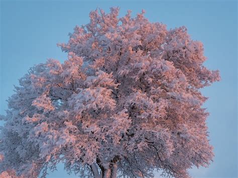 पेड़ों के अंदर से आने लगी गोलियां चलने की आवाजें! - Trees exploding ...