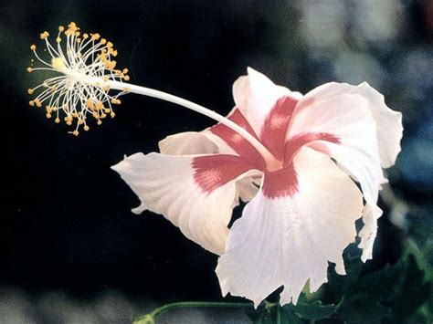 Power of success : spiritual meaning of flower by The Mother