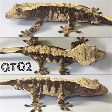 Crested Gecko Morphs Top 10 Coolest Crested Gecko Morphs🦎 | TikTok