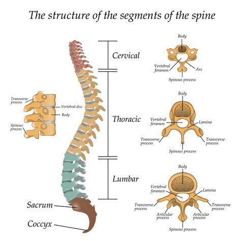 Cervical Thoracic Lumbar Vertebrae