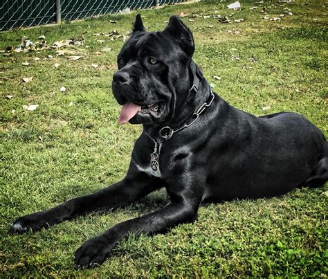 Grey Cane Corso Mastiff