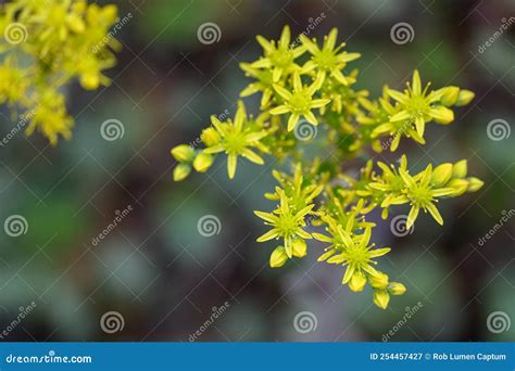 Jennys Stonecrop Rupestre Closeup De Flores Amarillas Imagen de archivo - Imagen de reflexivo ...