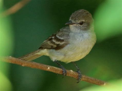 Amazonian Scrub-Flycatcher - eBird