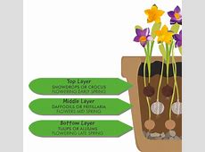 Our guide to lasagne planting   Plants, Planting bulbs  