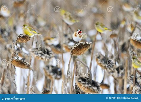 Which Wild Birds Eat Unshelled Sunflower Seeds?