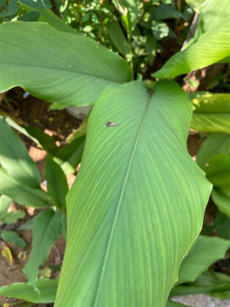 KAROLANE® Live Kali Haldi Plant NAR Kachura Krishna Haridra Black ...