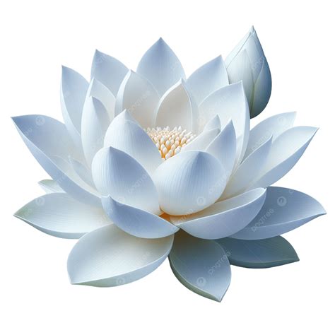 White Lotus Flower, Floral Photography, Water Lily PNG Transparent ...