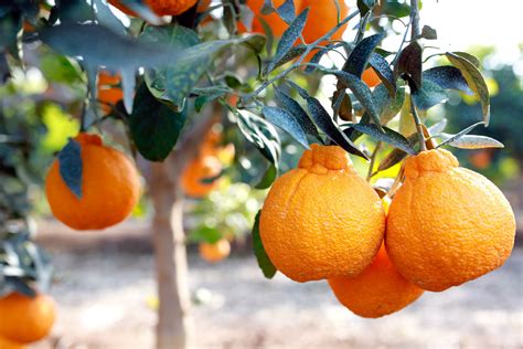 Oranges Growing