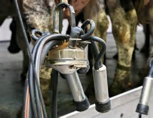 Top-Hochleistungskuh gibt keine Milch mehr! Landwirt rätselt: Wer ist ...