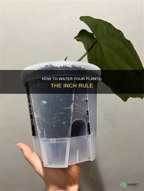 How To Water Your Plants: The Inch Rule | ShunCy