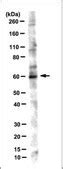 Anti-Ikaros Antibody, clone 4E9 clone 4E9, from mouse | Sigma-Aldrich