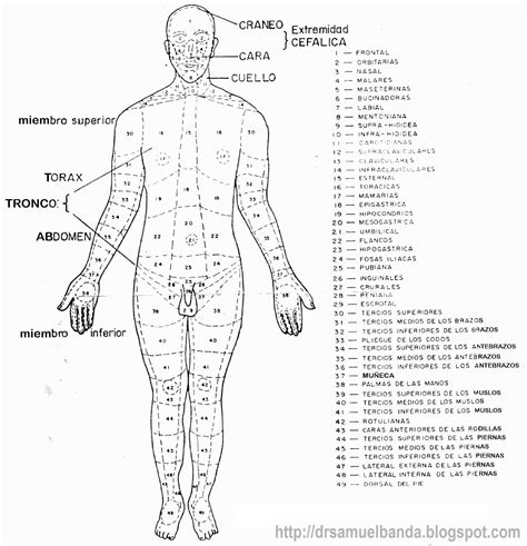 Resultados de la búsqueda de imágenes: anatomia humana imagenes - Yahoo ...