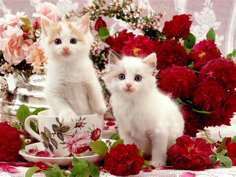 Beautiful Wallpapers Of Kittens - Infoupdate.org