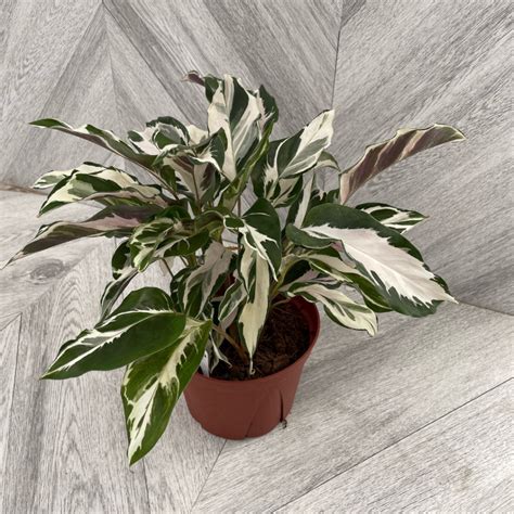 Calathea Stella (6" pot) - TERRA Greenhouses
