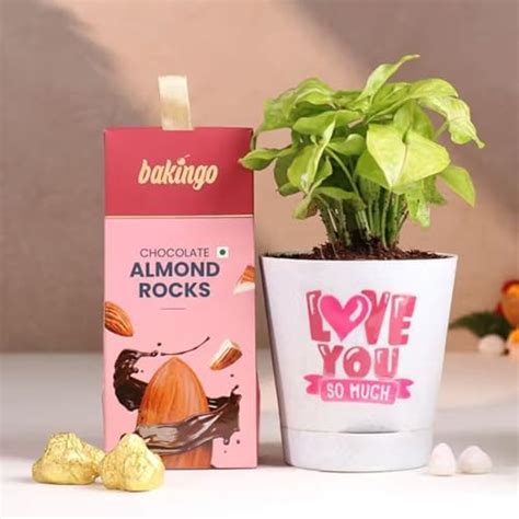 FlowerAura Love Combo Gift of Syngonium Plant In Love Pot & Almond Rock ...