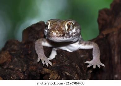 Image result for Gecko Pattern-Free