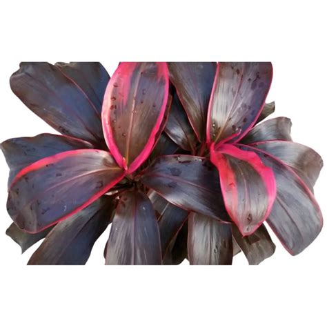 Dracaena Red Ruby Ornamental - Plant – Lalit Enterprise