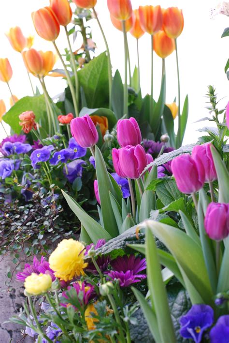 Spring, annuals, flowers, pansies, tulips, urban, garden, landscape ...