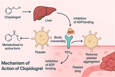 Mechanism of Action of Clopidogrel