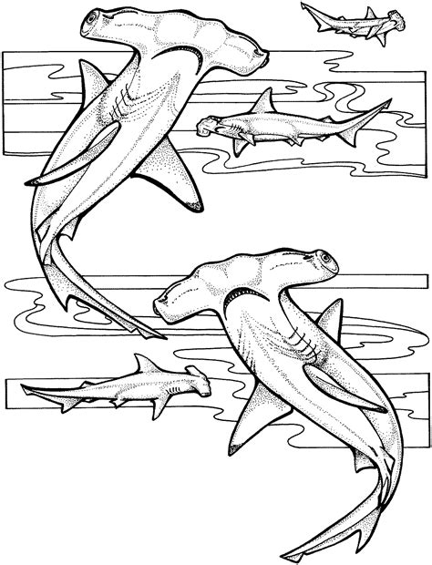 Shark Coloring Pages Free Printable