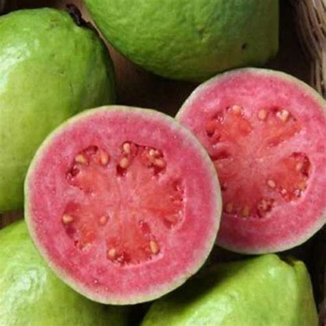 Pink Guava Live Plant (Psidium Guajava) – Sweet Tropical Fruit | Golden ...