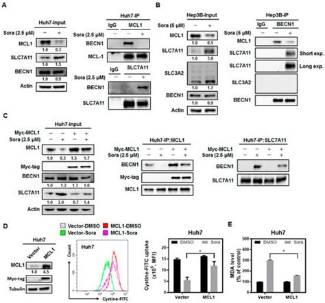 SHP-1/STAT3-Signaling-Axis-Regulated Coupling between BECN1 and SLC7A11 ...