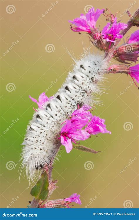 Hickory Tussock Caterpillar On A Tree Royalty-Free Stock Image ...
