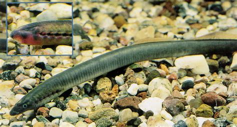 日本七鳃鳗的生活习性及营养价值(寄生鳗) - 动物小百科