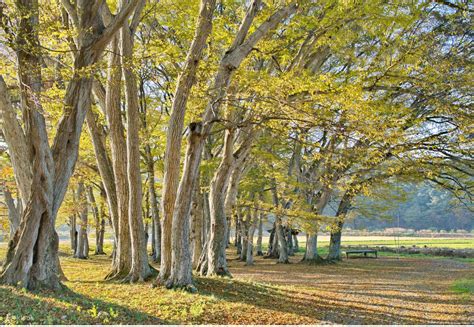 Namwon Car Rental with Driver to Seodo Station/Haengjeongri hornbeam ...