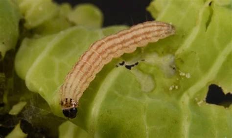 Cabbage Borer Pest | Signs, Damage & Treatment Tips