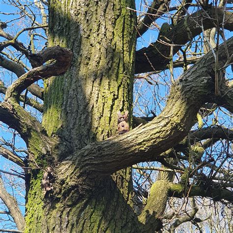 CHADDESDEN WOOD LOCAL NATURE RESERVE (2025) All You Need to Know BEFORE ...