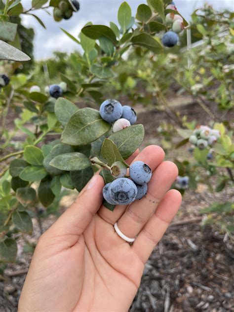 Blueberry season! 🫐 how many of yall grow your own blueberry bushes ...