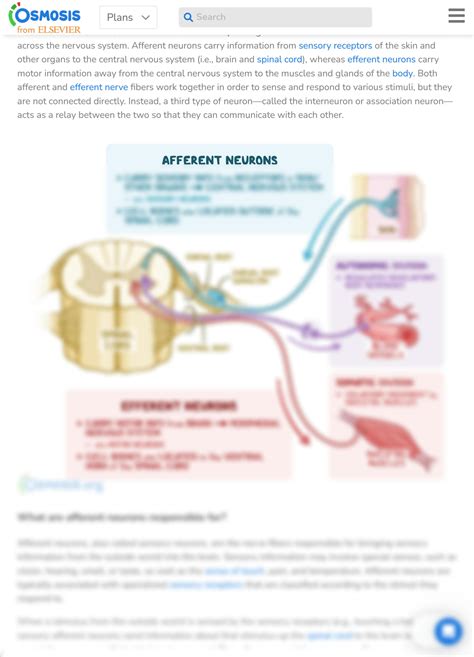 SOLUTION: Afferent and efferent neurons what are they structure and ...