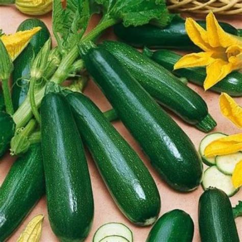Buy Squash Zucchini Vegetable Seeds | Hobbyplus.in | Free Shipping
