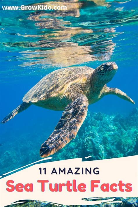 Sea Turtle Fun Facts 的图像结果