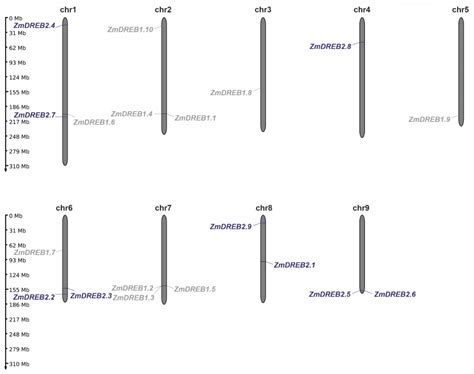 ZmDREB2.9 Gene in Maize (Zea mays L.): Genome-Wide Identification ...