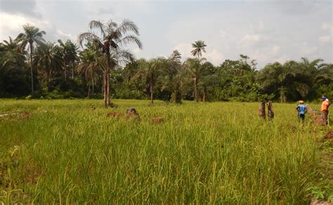 Liberia: Agriculture ministry to hold first ever agriculture fair - Liberia Public Radio
