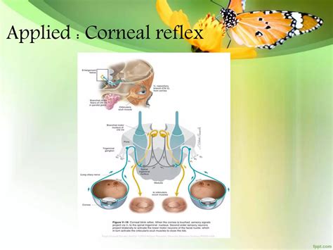 Anatomy of Trigeminal Nerve and Facial nerve | PPTX