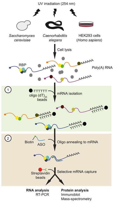 Isolation of RNA From Bacteria 的图像结果