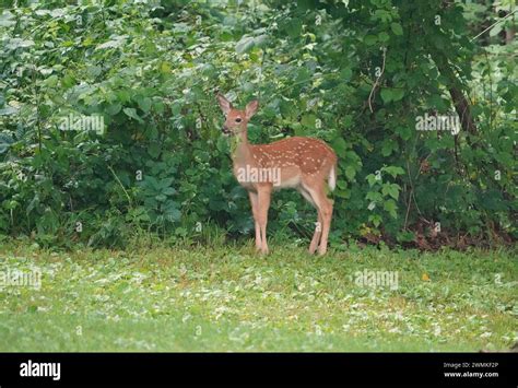 Browsing Animals 的图像结果